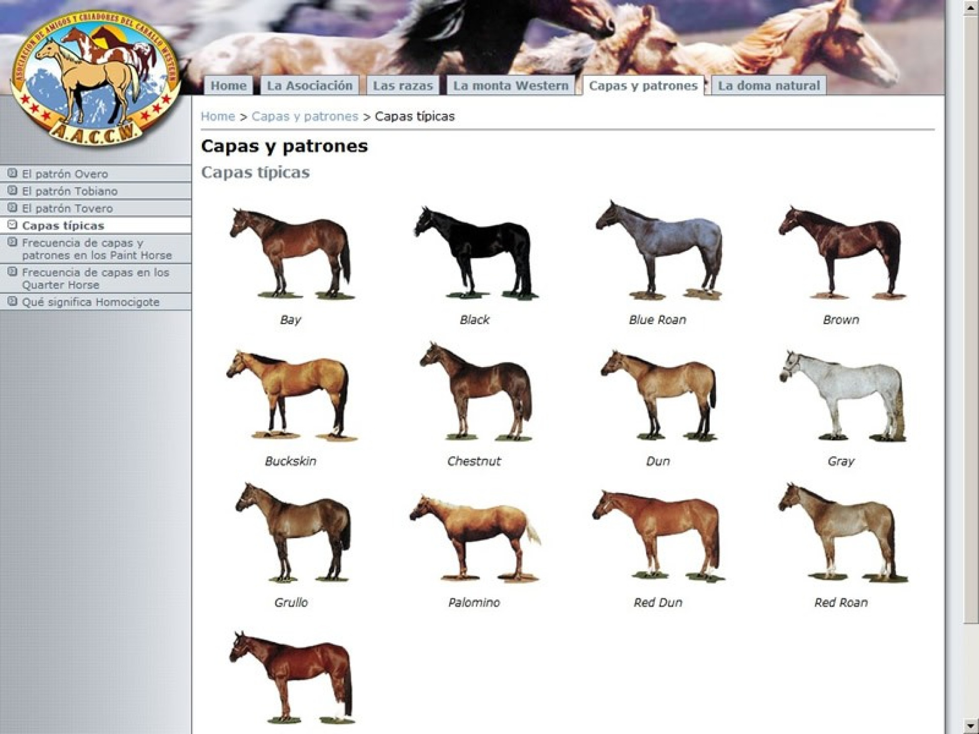 Asociación de Amigos y Criadores del Caballo Western